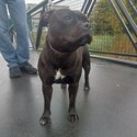 Staffordshire bull terrier -2