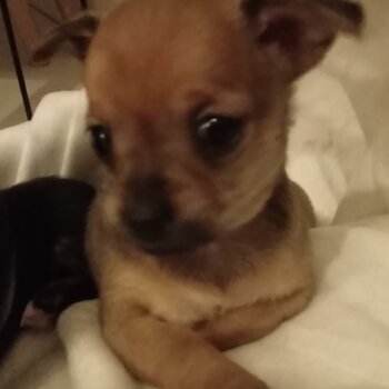 Female chihuahua