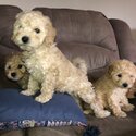 Cockapoo puppies -0