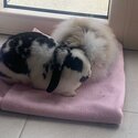 Two gorgeous pet female rabbits Available -2