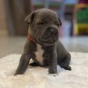 Staffordshire bull terrier -4