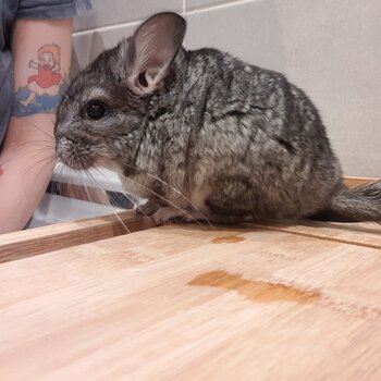 2 baby chinchillas 