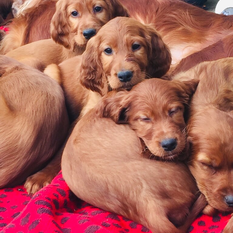 Red setter pups 