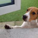 Beagle Male (11 Months Old)-2