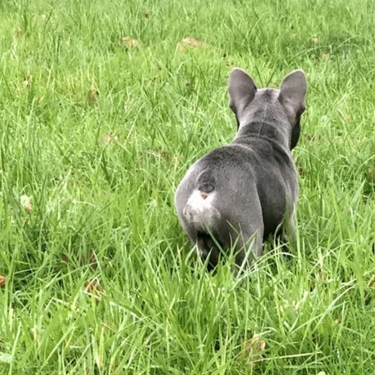 French bulldog puppy