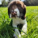 Sprocker spaniel puppies -2