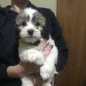 Malshi x Shih Tzu