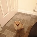 Lovely little pomeranian....very gentle temperament -3