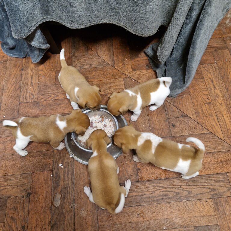 Small jack Russells