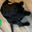 Black female Labrador -2