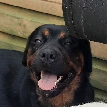 Rottweiler puppy 