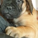 Stunning Bullmastiff pups-3