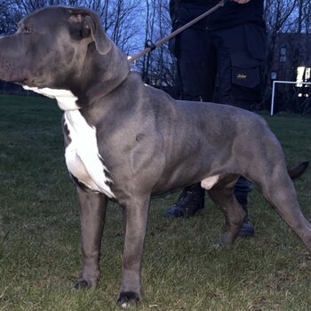 AMERICAN BULLY 