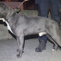 AMERICAN BULLY -1