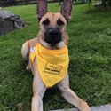 Active &amp; Affectionate Belgian Malinois looking for Good Experienced Home-0