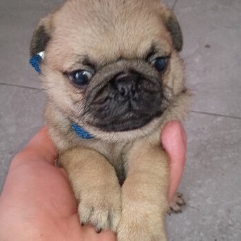 pug puppies 