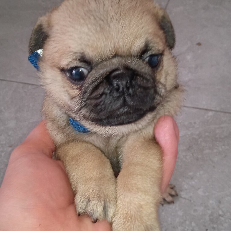 pug puppies 