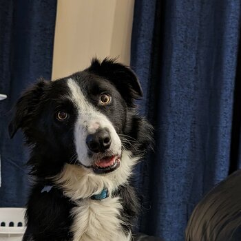 Border Collie for Rehoming 