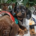 Dachshund full bread