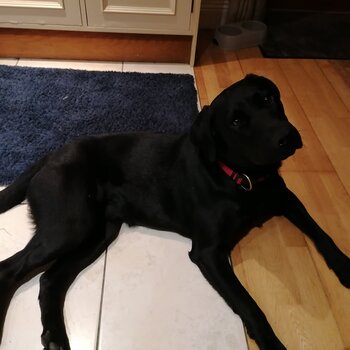 Black lab for sale Rocky 