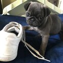 Female pug puppy -1