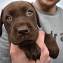 Chocolate Labrador -1