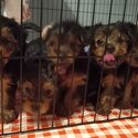 Yorkshire terrier puppies-4