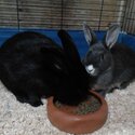 2 rabbits for sale.-0