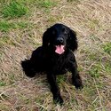 Male Cocker Spaniel -2