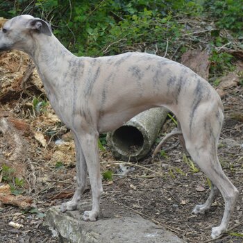 Stunning Whippet Bitch for sale - KC registered