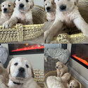 Beautiful IKC (pending) Golden retriever puppies