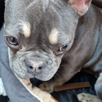 French bulldog 