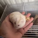 Hamster with big setup -3