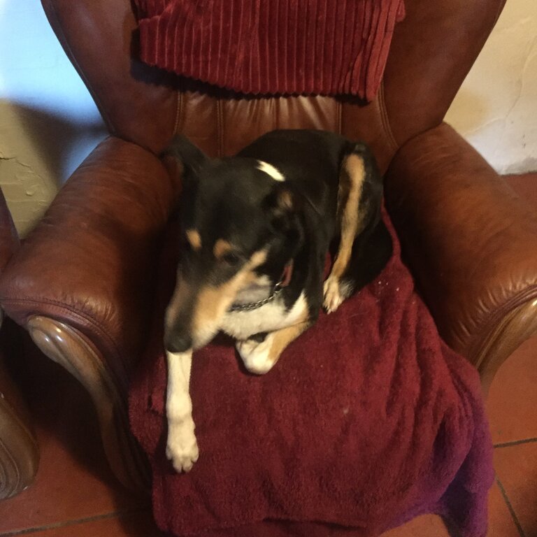 Rare SMOOTH COLLIE pup Tricolour 