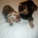 Alfie &amp; Teddy are 2 very loving house pets who are fully vaxed and house trained-2