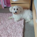 Lovely bichon girl-1