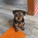 Yorkshire terrier puppies-1