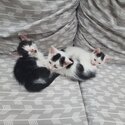 4 kittens -1