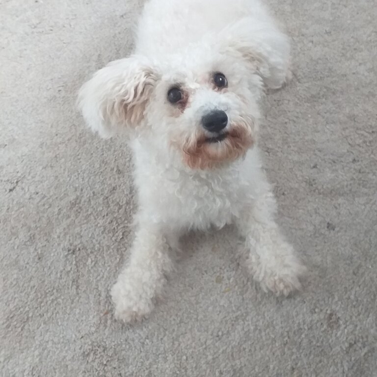 Lovely bichon girl