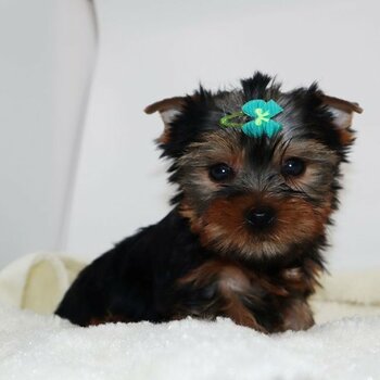 Gorgeous Teacup Yorkie Puppies!