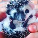 Baby African Pygmy hedgehog for sale male and female 8 weeks old -1