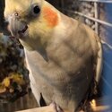 Cockatiel -1