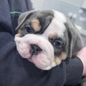 New Age British Bulldog-3