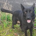 Beautiful black German Shepherd-4