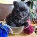 Lovely tiny pomeranians -3