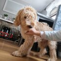 Gooldendoodle for sale-1