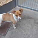 15 month old male Jack Russell. Microchipped, white nd brown in colour, he is not neutered -1