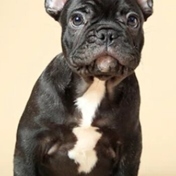 Selling my 3 Month Old French Bulldog