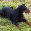 Purebred Doberman puppies for sale-3