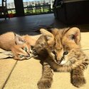 serval,caracal,savannah kitten -3